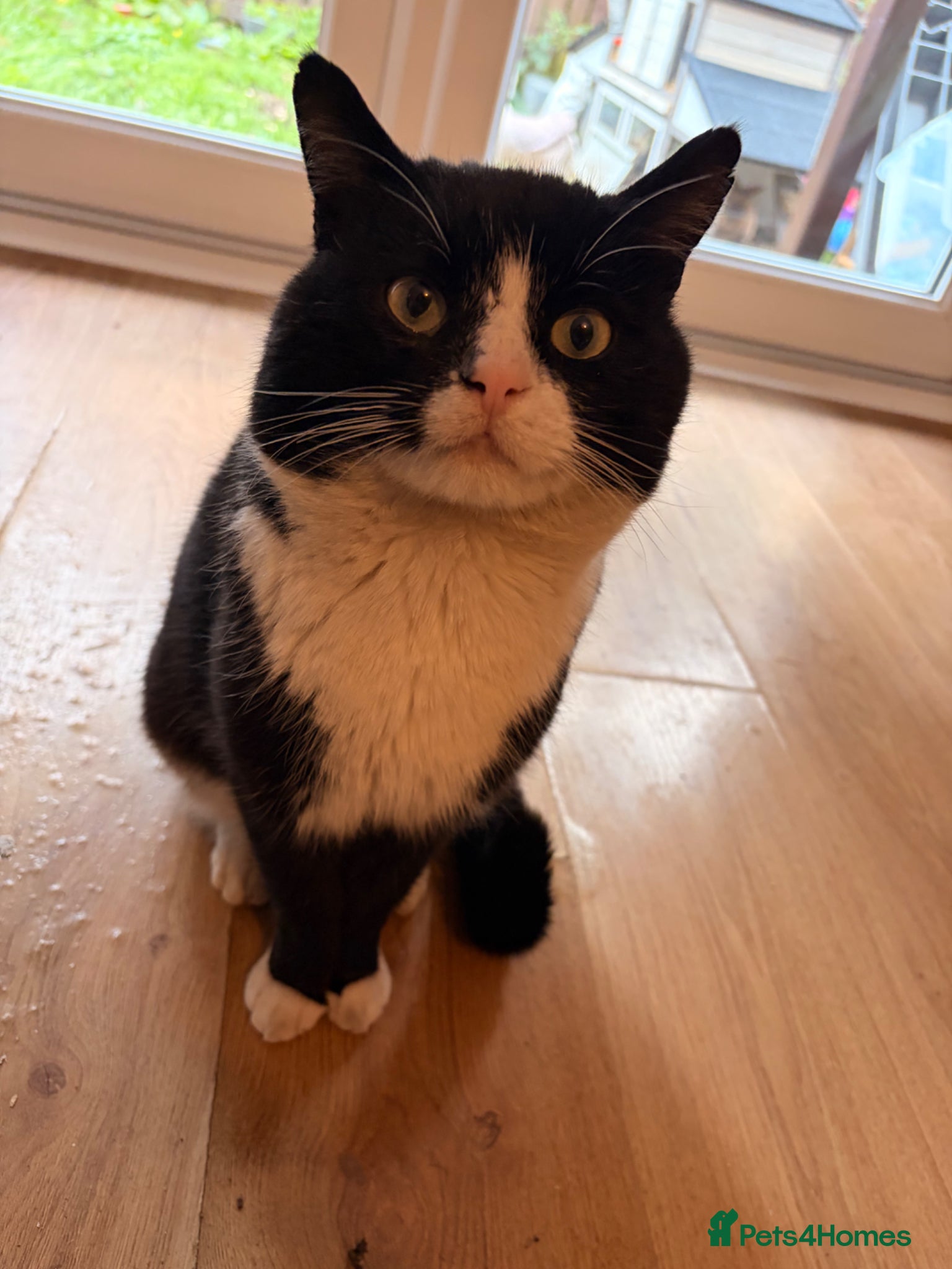 Mixed Breed cats Milo  - Advert 3