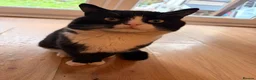 Mixed Breed cats for sale: Milo  - Advert 1