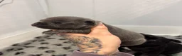 Staffordshire Bull Terrier dogs for stud: Highly health tested blue Stafford stud - Advert 11