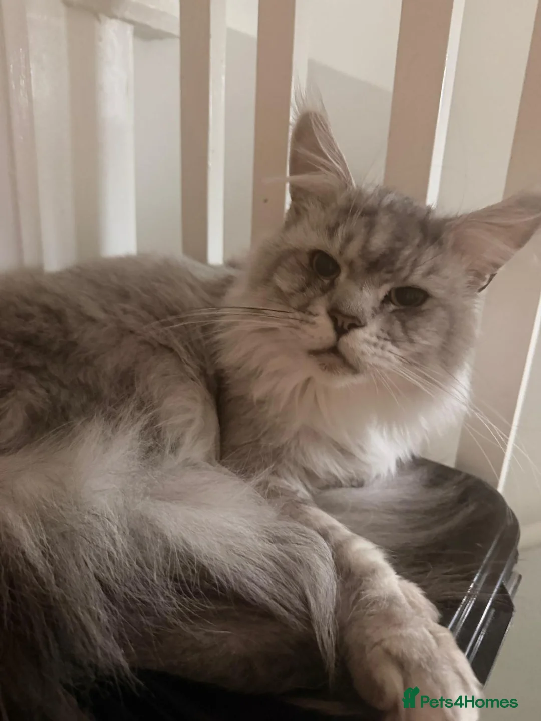 Maine Coon cats for sale: Stunning Silver Tabby Maine - Advert 2