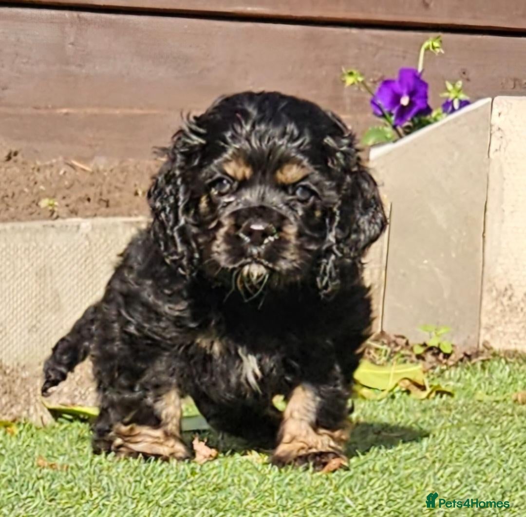 Cockapoo dogs  F1b extensively DNA tested American cockerpoo  - Advert 10