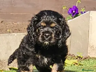 Cockapoo dogs F1b extensively DNA tested American cockerpoo - Advert 10