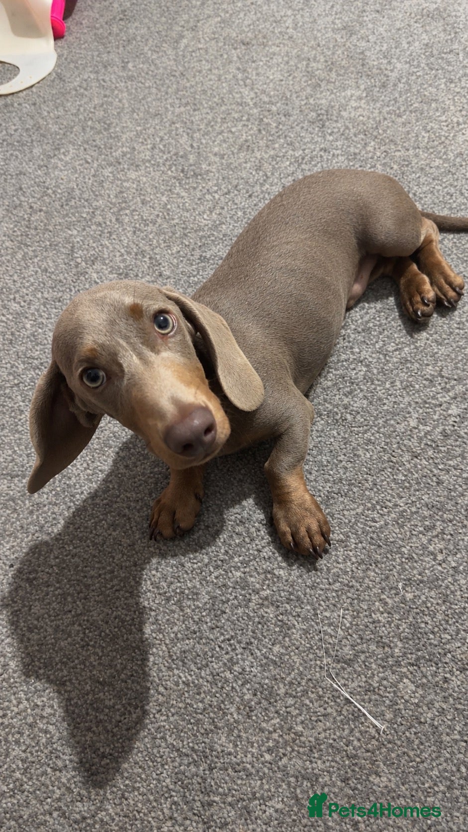 Miniature Dachshund dogs Male miniature daschund - 22 weeks old  - Advert 1