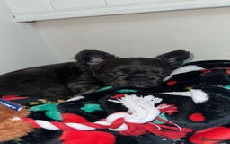 French Bulldog dogs for sale: Black fluffy French bulldog female  - Image 6