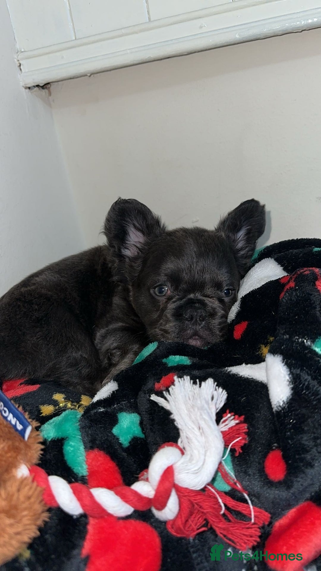 French Bulldog dogs for sale: Black fluffy French bulldog female  - Image 6
