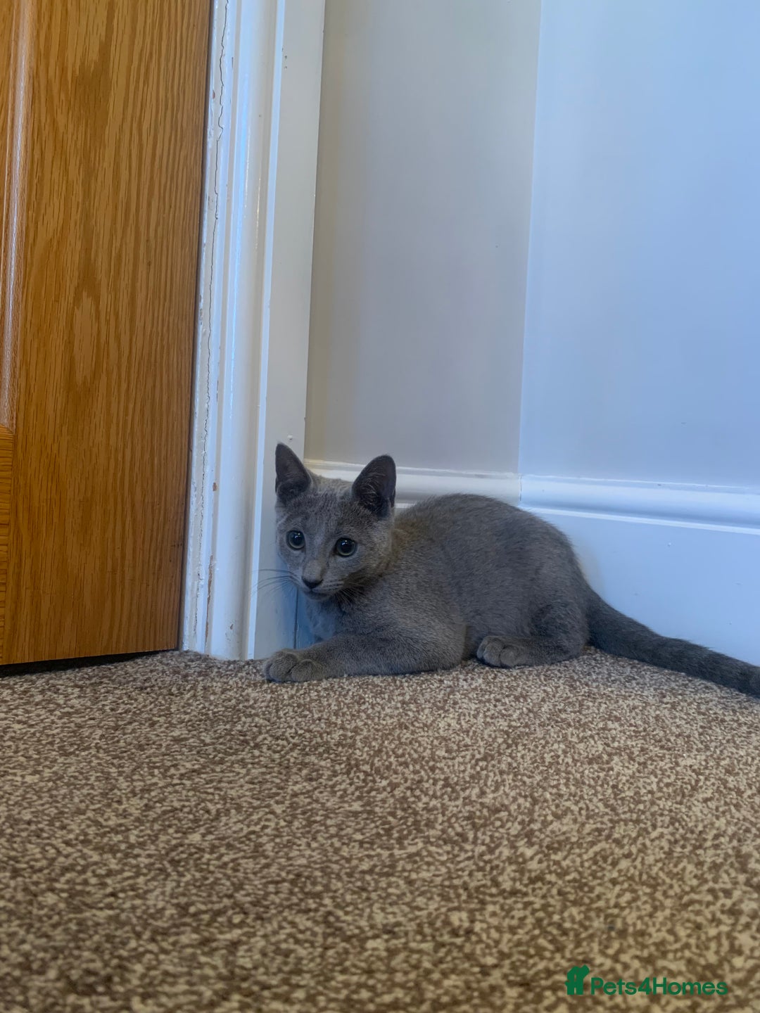Russian Blue cats for sale: 13 weeks old Russian Blue (male) - Image 6