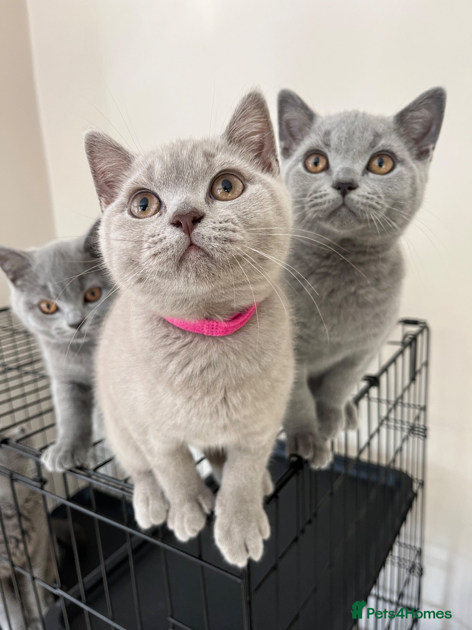 British Shorthair cats 1 x Lilac & 1 x Blue BSH’s GCCF available NOW 🩵💜 - Advert 2
