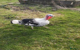 Turkeys poultry for sale: heritage crollwitzer turkeys 5mths old - Image 2