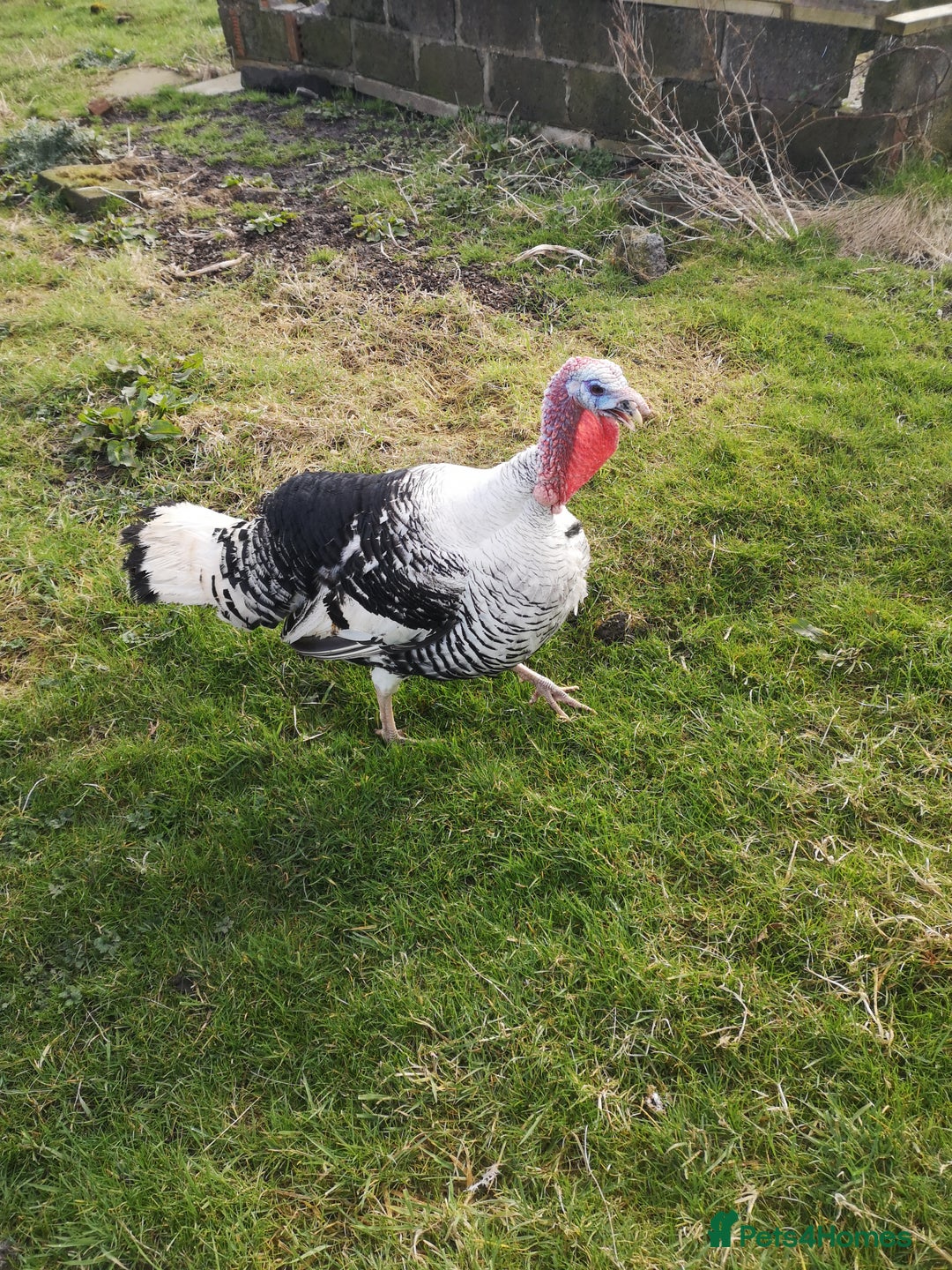 Turkeys poultry for sale: heritage crollwitzer turkeys 5mths old - Image 2