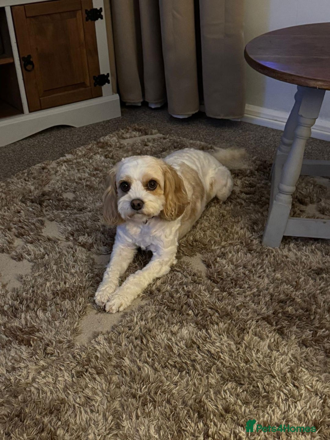 Cavachon dogs for sale: Maisie - Advert 4