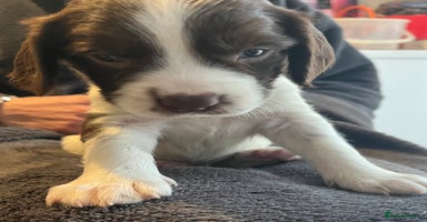 Cocker Spaniel dogs - Advert 11