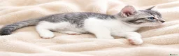 Ragdoll cats for sale: Ragdoll cross domestic shorthair mix kittens in London - Advert 6