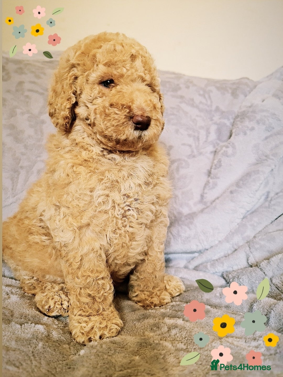 Labradoodle dogs for stud: PROVEN Healthy Labradoodle STUD - HYPOALLERGENIC   - Advert 22