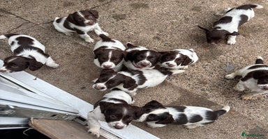 English Springer Spaniel dogs in Hereford - Advert 2