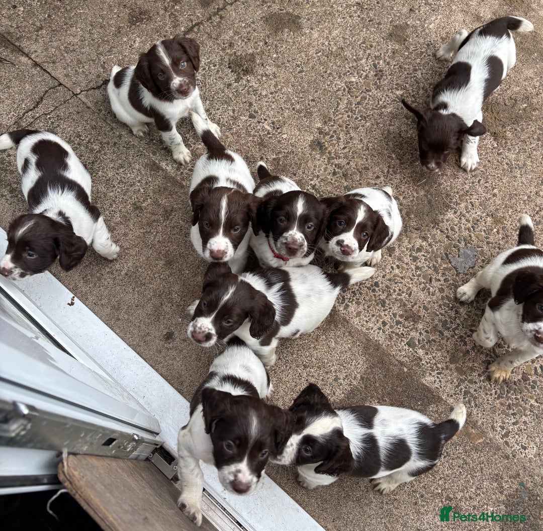 English Springer Spaniel dogs for sale: KC Springer Spaniel puppies 3 x girls available  in Hereford - Image 2