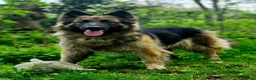 German Shepherd dogs for sale: German shepherd puppies  - Advert 27