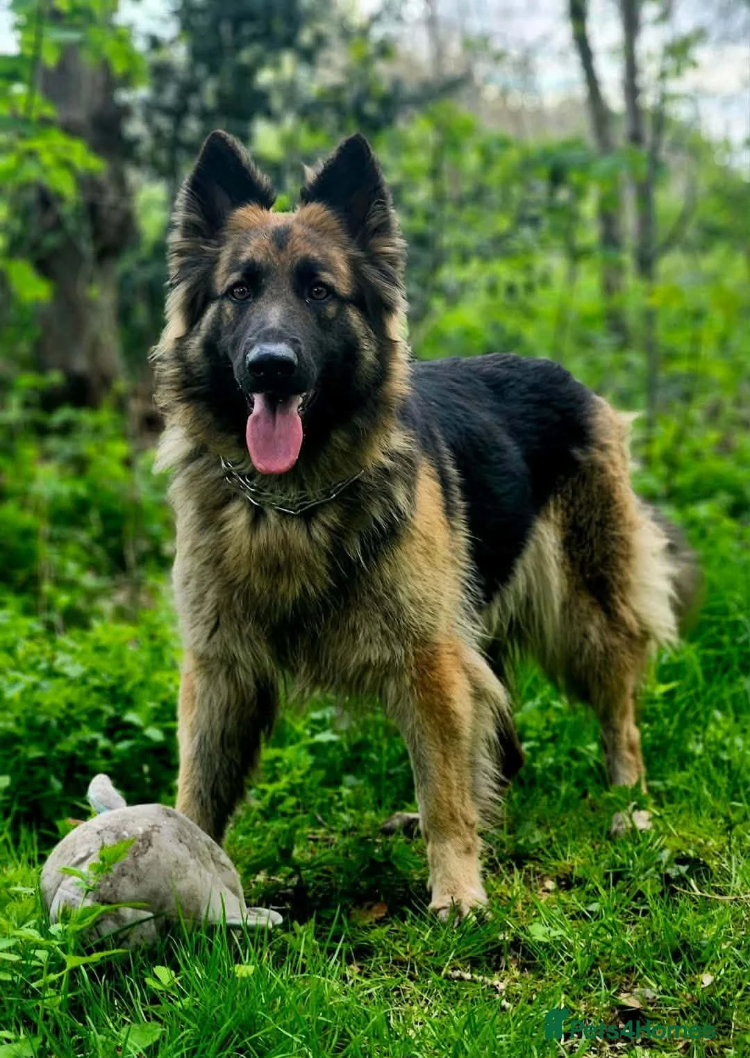 German Shepherd dogs for sale: German shepherd puppies  - Advert 27