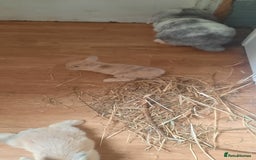 Mini Lop rabbits for sale: Beautiful lops for sale  - Image 11