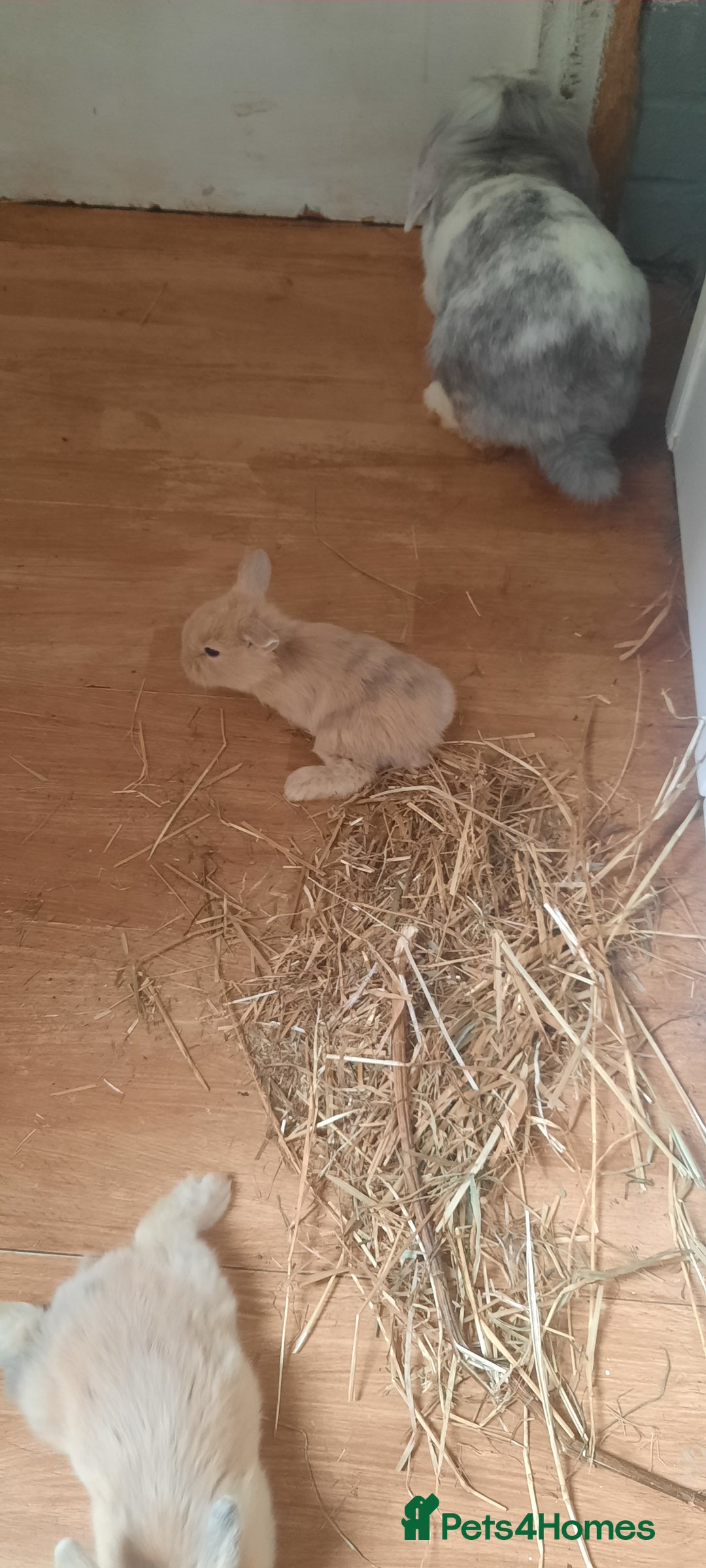 Mini Lop rabbits for sale: Beautiful lops for sale  - Image 11