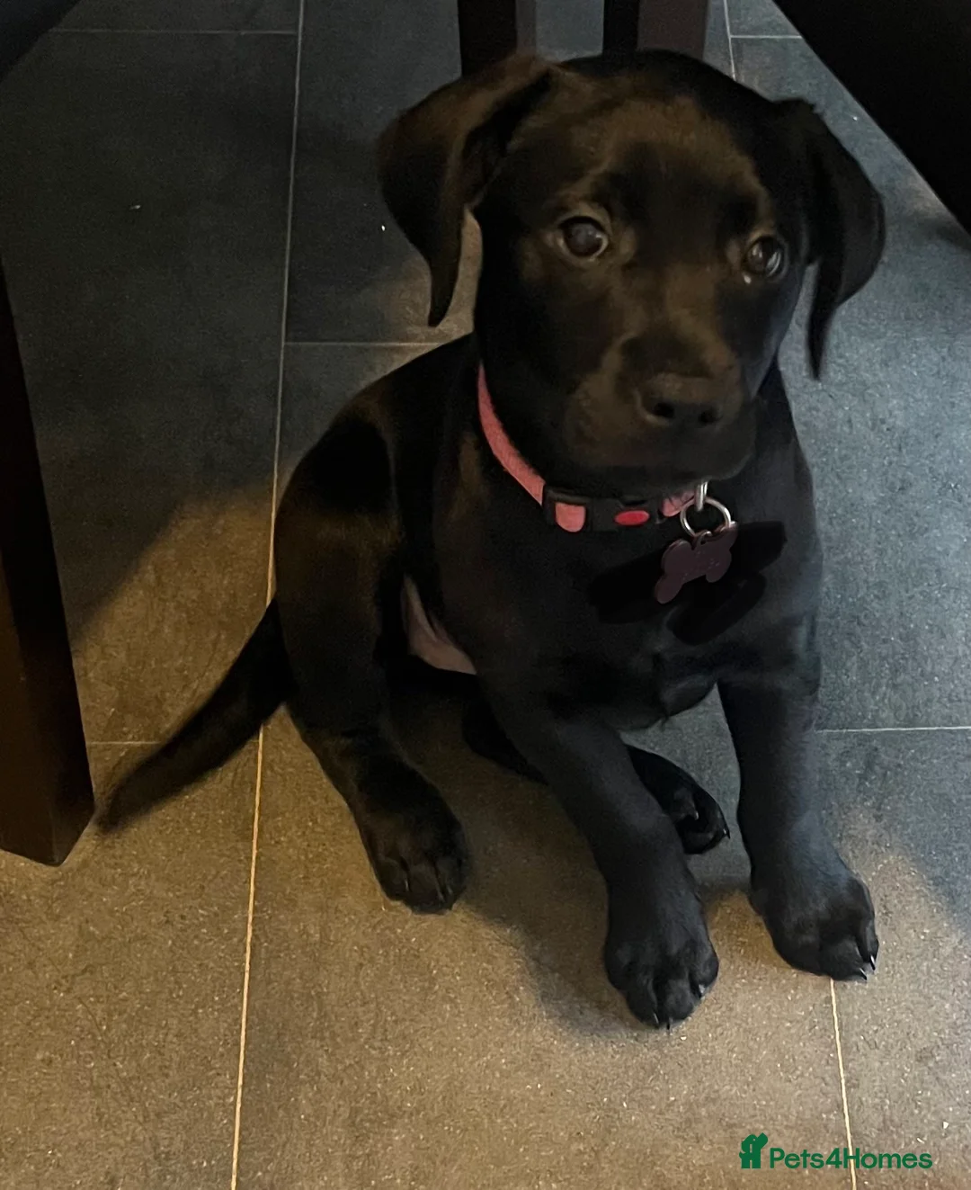 Labrador Retriever dogs for sale: Beautiful lab female  - Advert 20