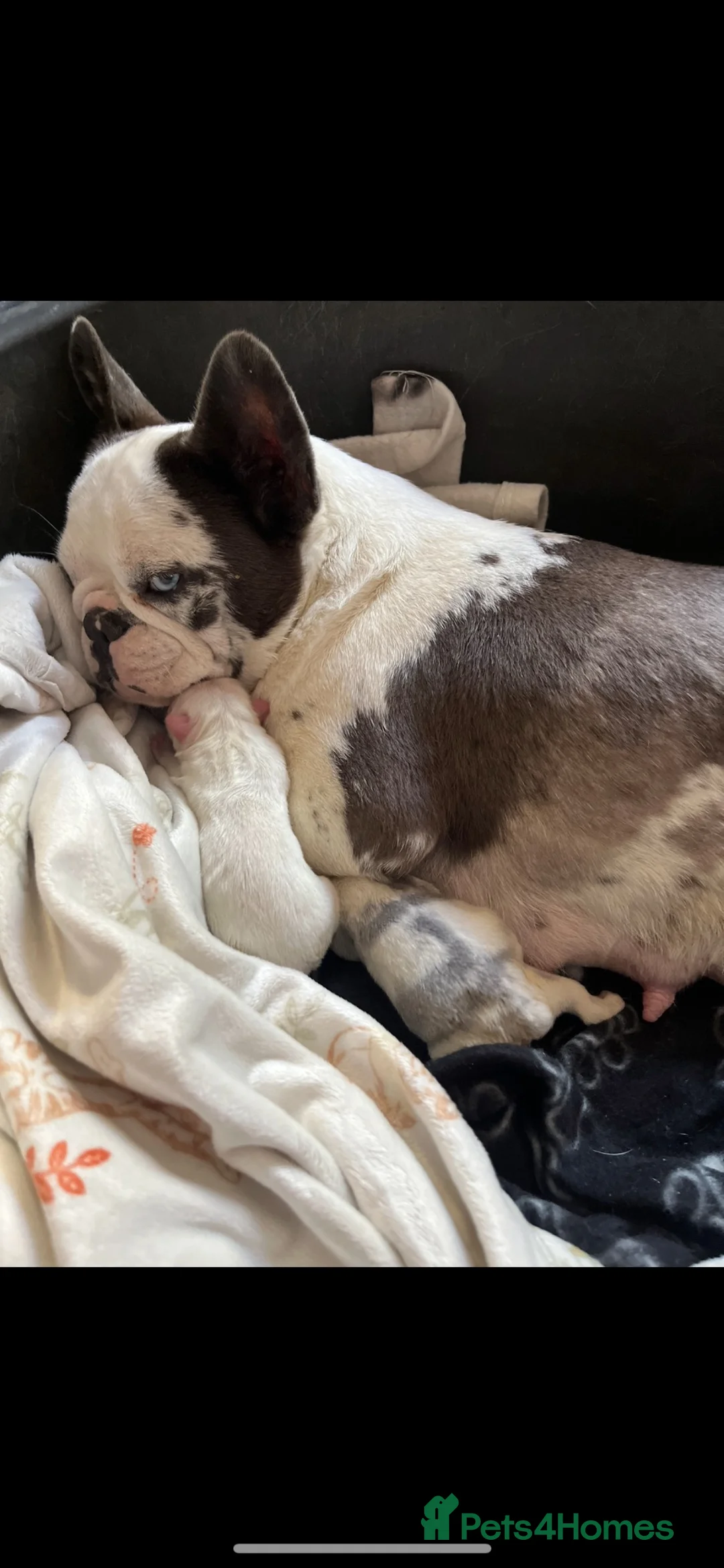 French Bulldog dogs for sale: Beautiful French Bulldog Puppies  - Advert 10