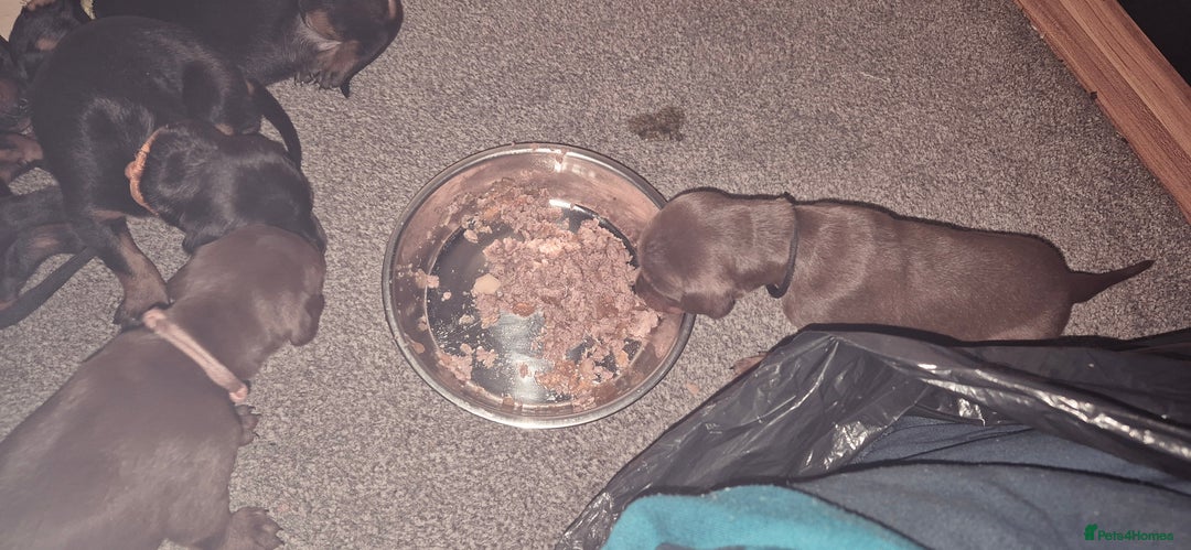 Dobermann dogs for sale: Dobermanns for Sale - Advert 18