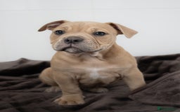 Olde English Bulldogge dogs for sale: Last boy available Olde english bulldog  - Image 3