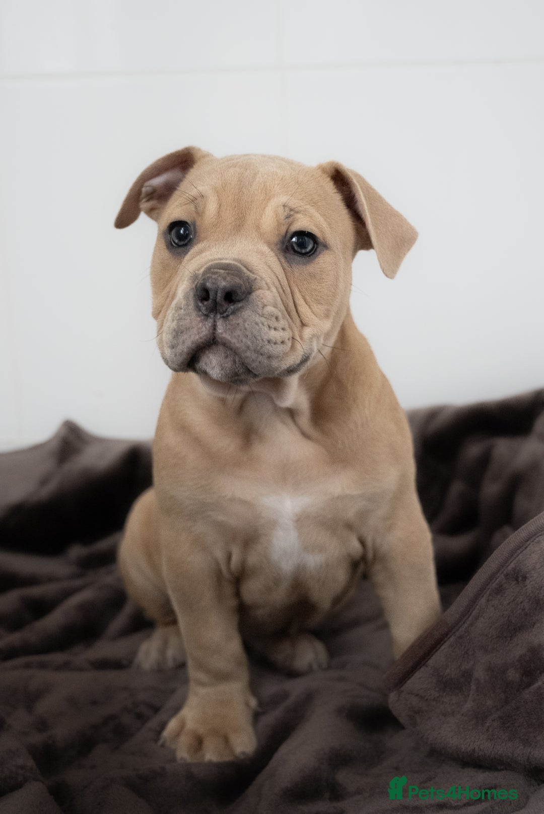 Olde English Bulldogge dogs for sale: Last boy available Olde english bulldog  - Image 3