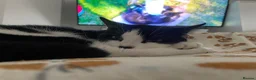 Domestic Shorthair cats for sale: Cat with behavioural issues  - Advert 10