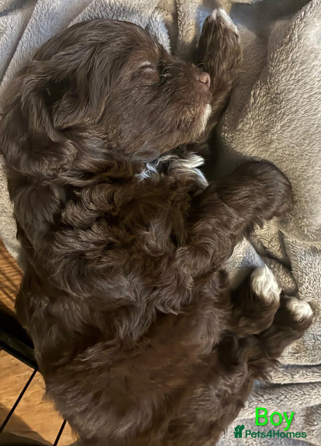 Chipoo dogs Poodle x chihuahua  - Advert 1