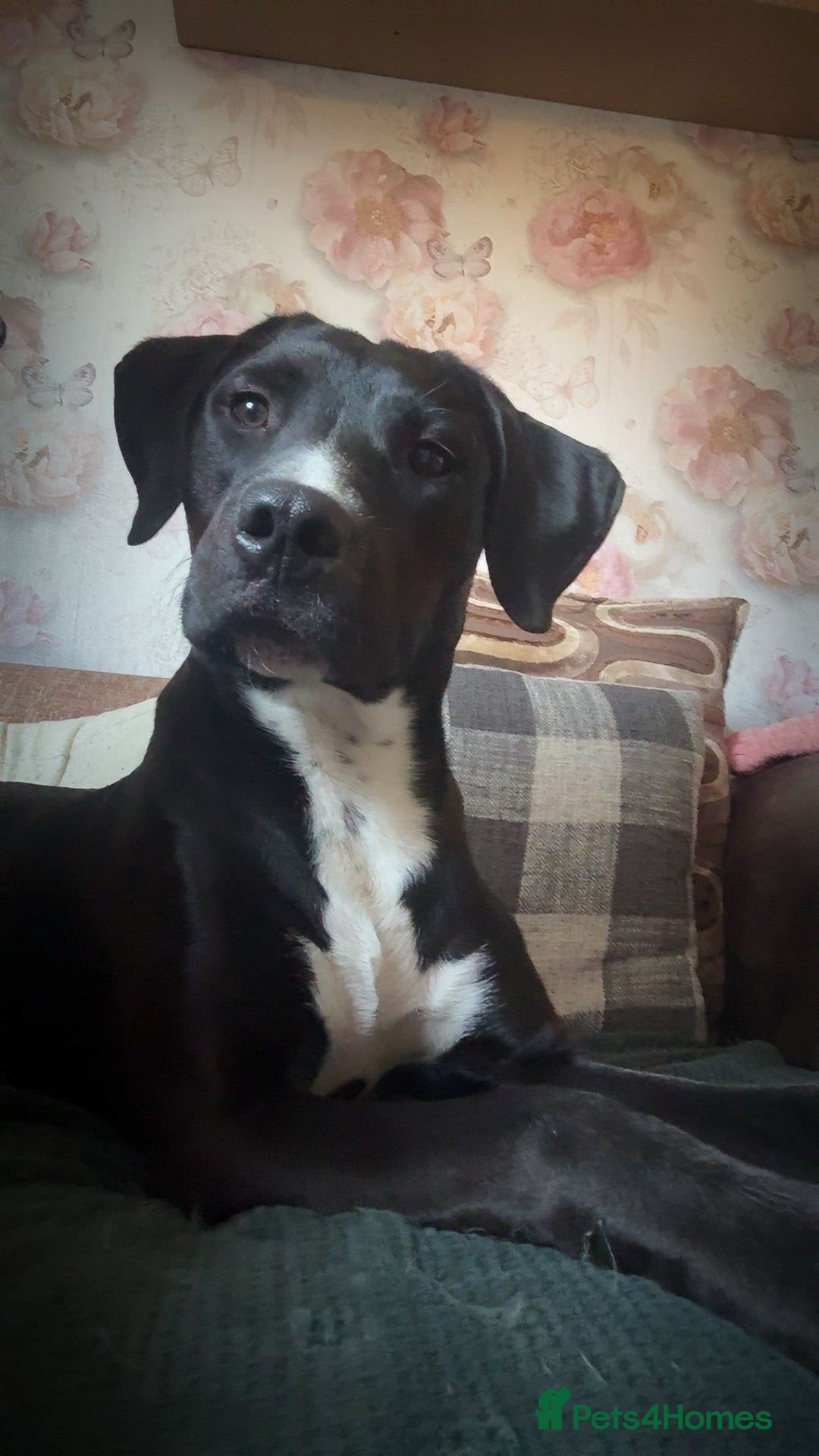 Mixed Breed dogs for sale: Rehoming needed - Advert 7