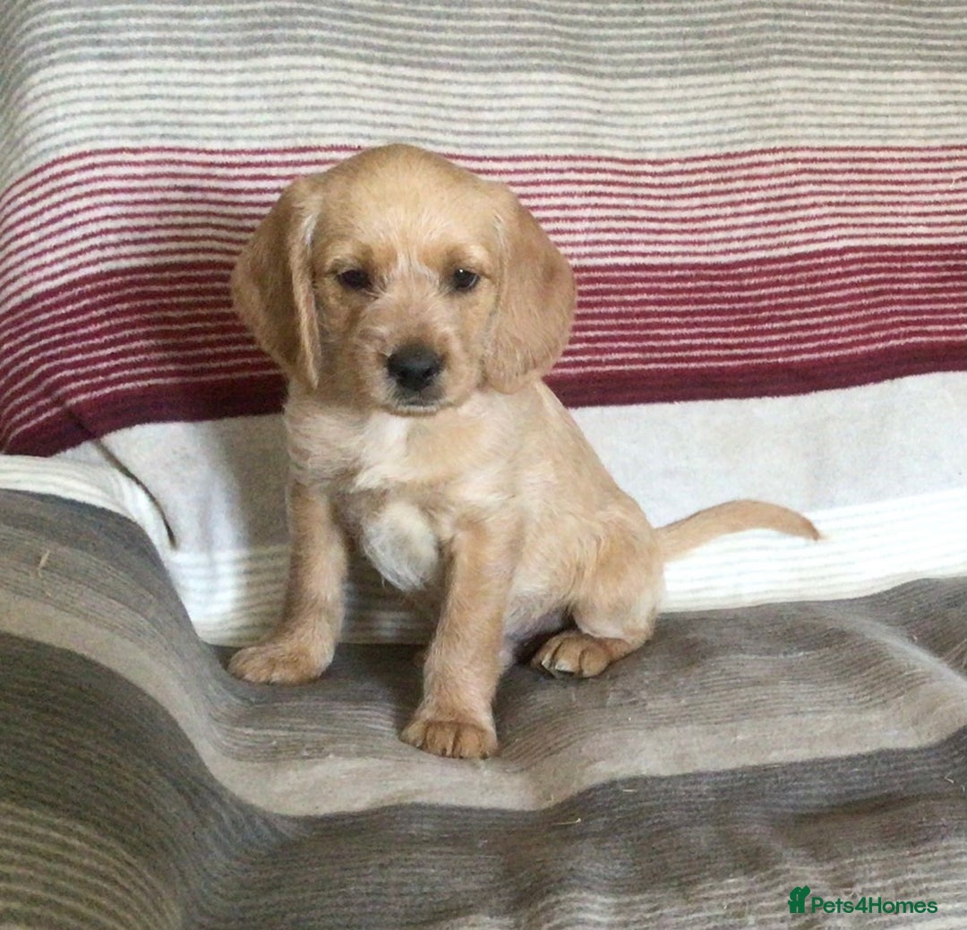 Hungarian Vizsla dogs for sale: VIZSIPOO puppies, Vizsla x Miniature Poodle - Image 16