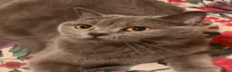 British Shorthair cats for sale: **British Shorthair Kittens** in Birmingham - Advert 3