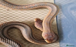 Boa Snake reptiles for sale: Columbian rainbow boa and king snakes - Image 7