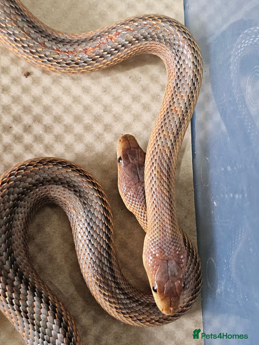 Boa Snake reptiles for sale: Columbian rainbow boa and king snakes - Image 7