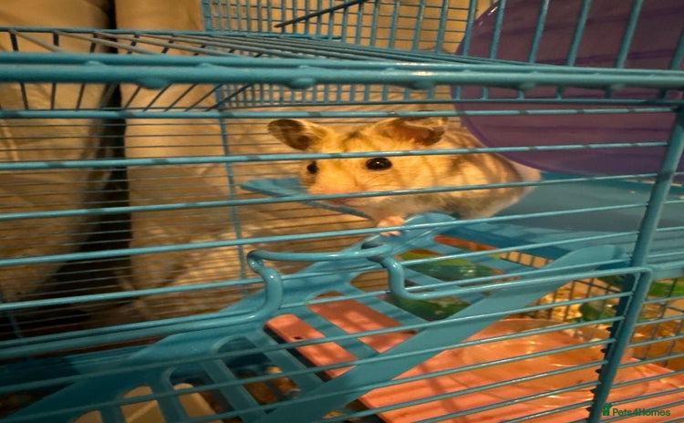 Hamster rodents - Advert 1