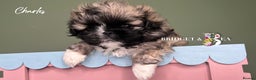 Pekingese dogs for sale: ⭐️QUALITY KC PUPS⭐️ - Advert 24