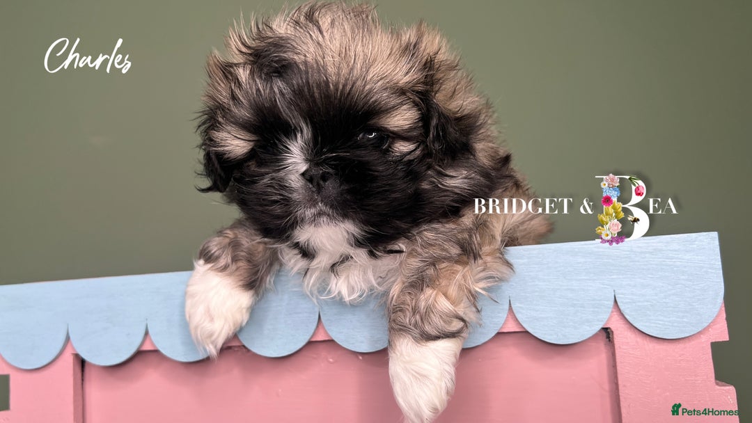 Pekingese dogs for sale: ⭐️QUALITY KC PUPS⭐️ - Advert 24