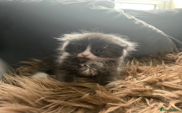 Scottish Fold cats - Advert 3