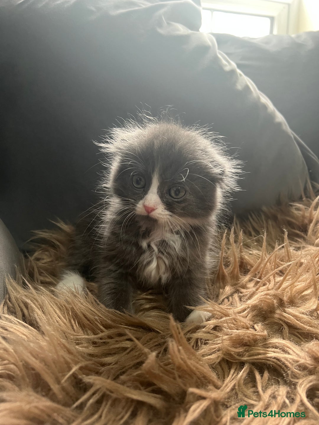 Scottish Fold cats for sale: Beautiful Scottish fold🧸🌹 - Image 1