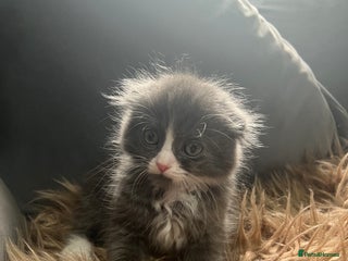 Scottish Fold cats - Advert 2
