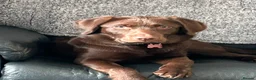 Labrador Retriever dogs for sale: Chocolate Labrador in Hitchin - Advert 4