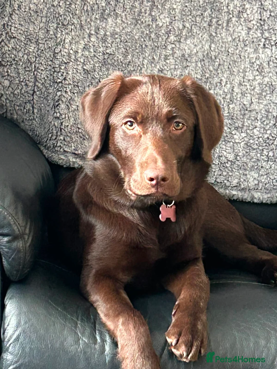 Labrador Retriever dogs for sale: Chocolate Labrador in Hitchin - Advert 4