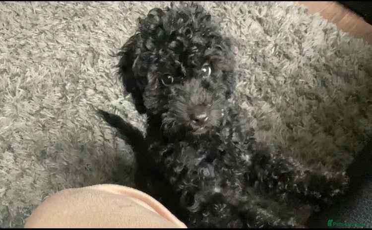 Doxiepoo dogs - Advert 1