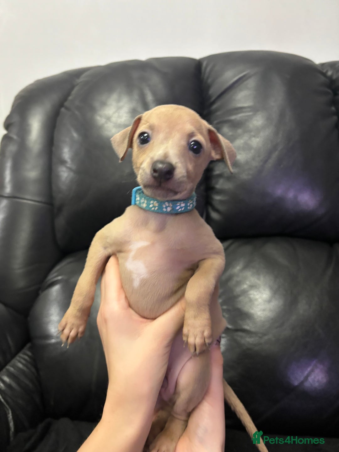Italian Greyhound dogs for sale: Beautiful Italian Greyhound puppies - Image 3