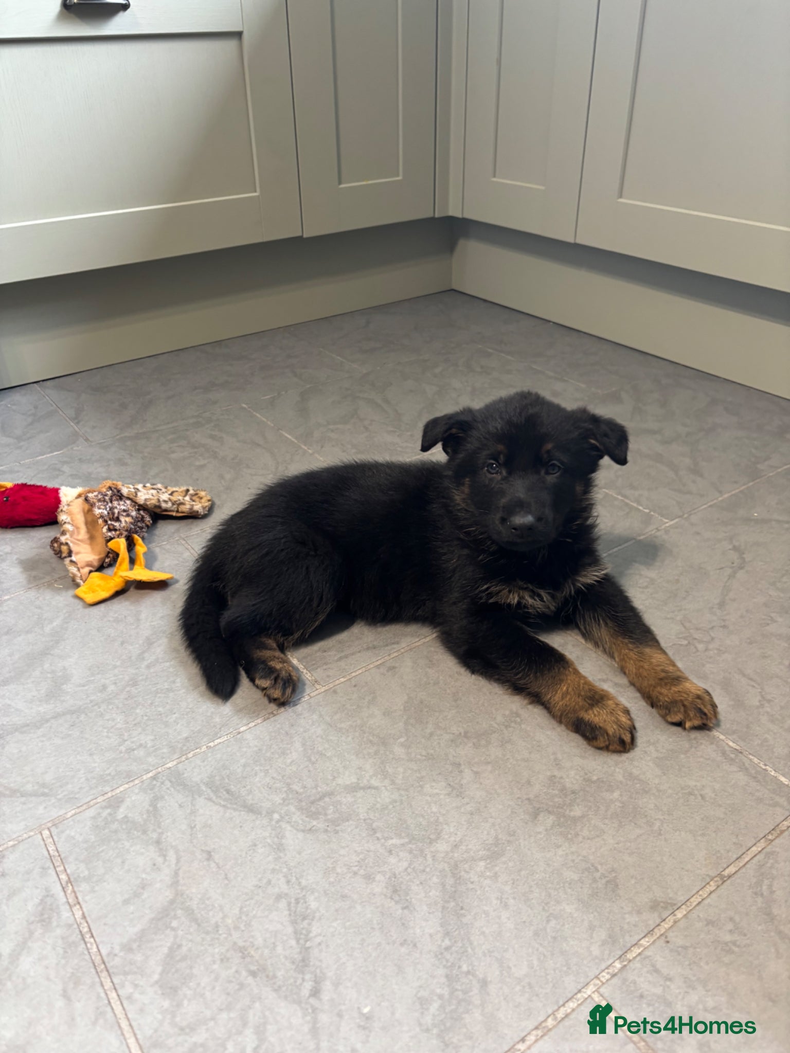 German Shepherd dogs Quality German Shepherd puppies  - Advert 1