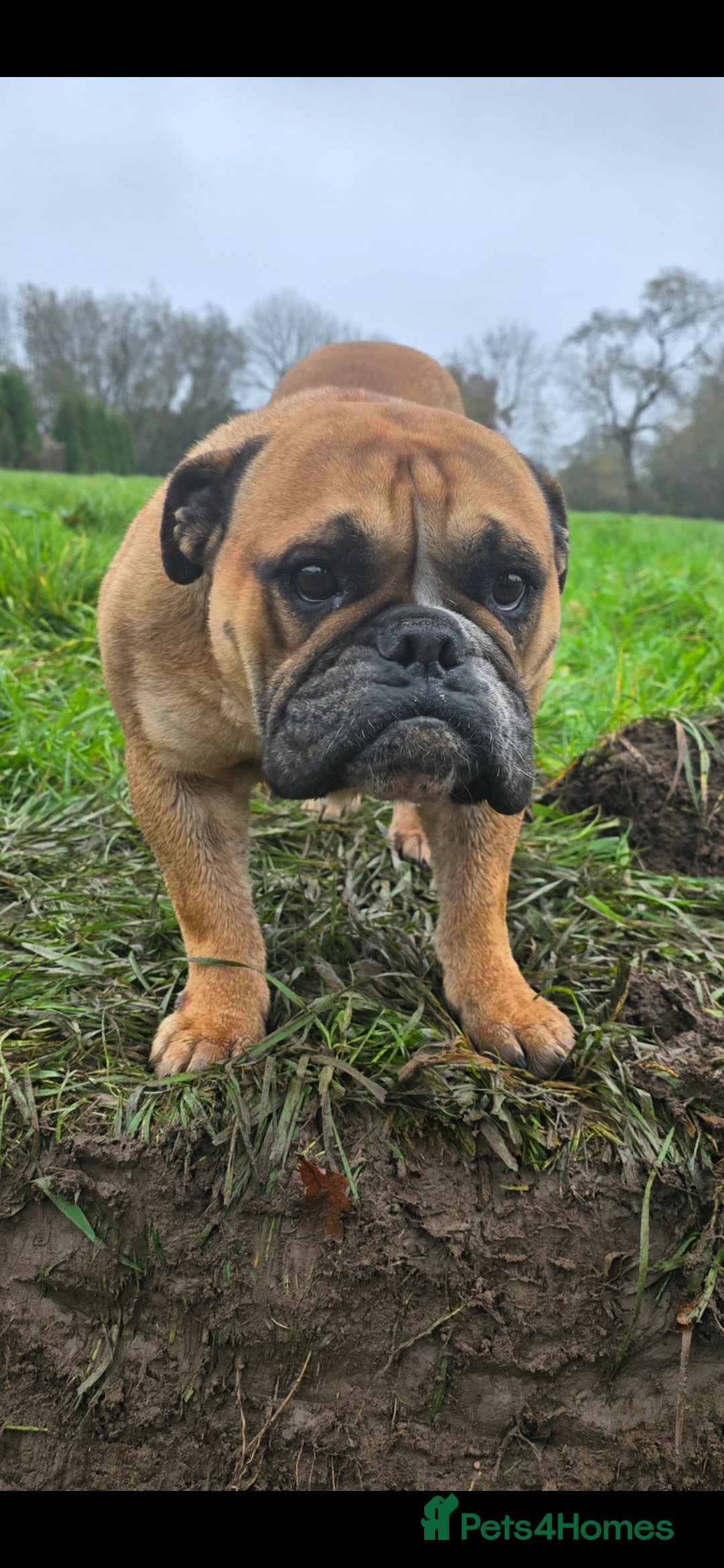 English Bulldog dogs for sale: 7 Year Old Bulldog Bitch-Super friendly 🥰 - Image 2