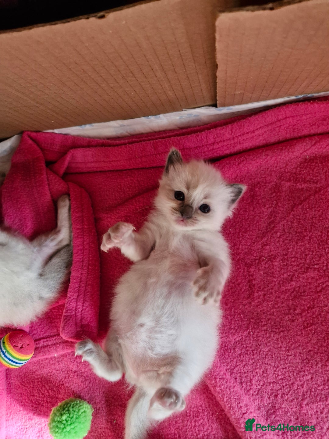Ragdoll cats for sale: Ragdoll Kittens Available  - Image 16