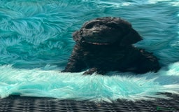 Cockapoo dogs for sale: Stunning Cockerpoo’s available  - Image 12