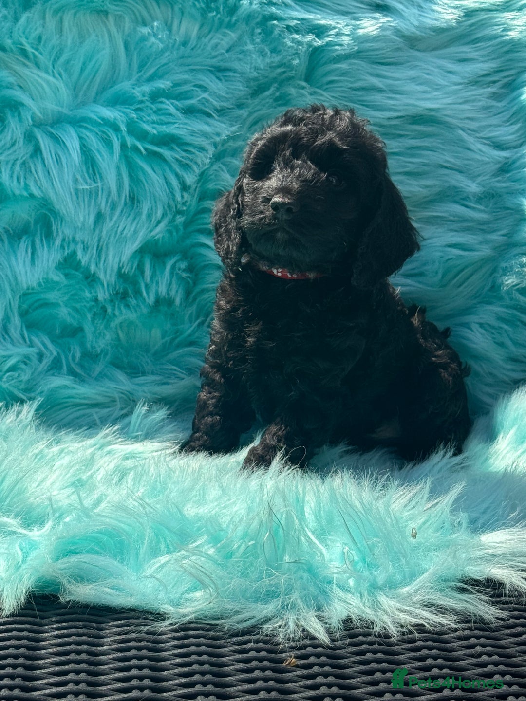 Cockapoo dogs for sale: Stunning Cockerpoo’s available  - Image 12